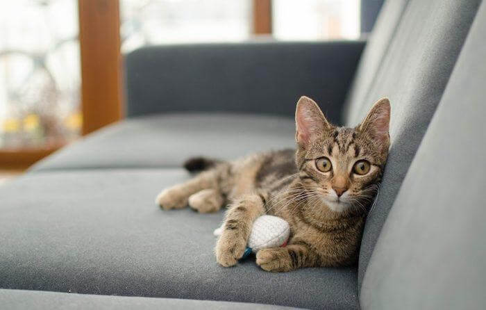 Чем вывести запах кошачьей мочи с дивана: 14 способов как убрать запах кота быстро и эффективно