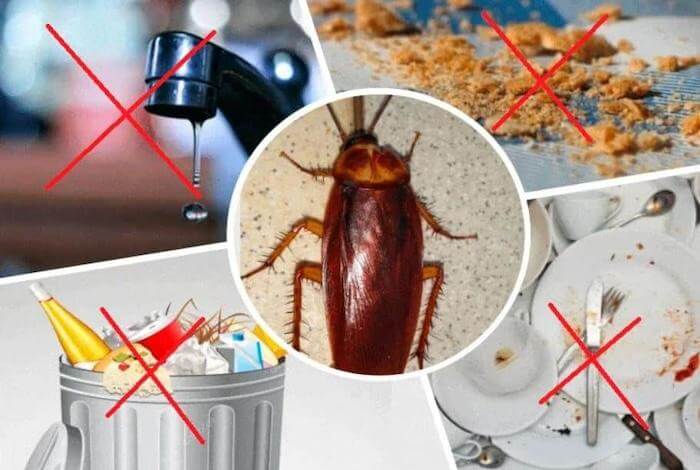 Как избавится от тараканов: самые эффективные средства - аэрозоли, гели, ловушки и порошки