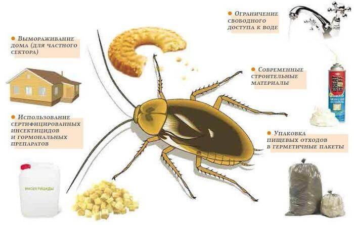Как избавится от тараканов: самые эффективные средства - аэрозоли, гели, ловушки и порошки