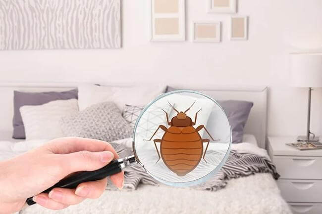 Как эффективно и безопасно избавиться от клопов в домашних условиях без использования инсектицидов