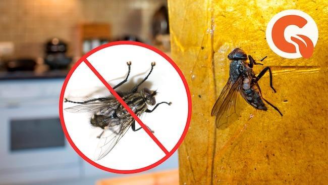 Как эффективно избавиться от назойливых мух в квартире
