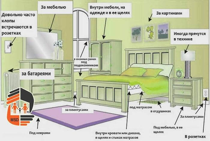 Откуда берутся клопы в квартире и как избежать опасного соседства с кровососущими паразитами