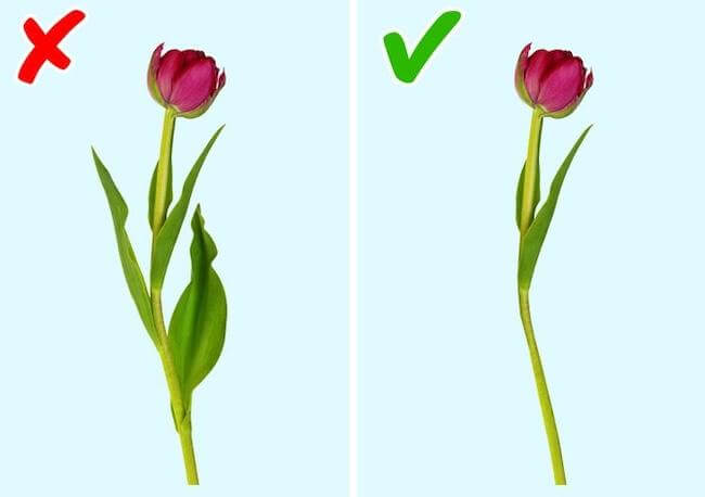 Как оживить и правильно хранить завядшие цветы, чтобы они дольше радовали глаз