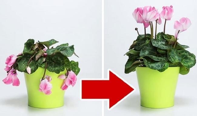 Как оживить и правильно хранить завядшие цветы, чтобы они дольше радовали глаз