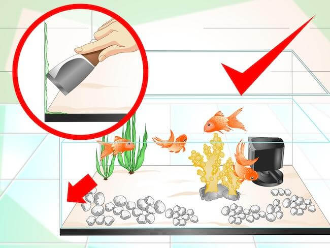 Как очистить аквариум от зеленого налета на стенках, камнях и растениях
