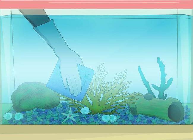 Как очистить аквариум от зеленого налета на стенках, камнях и растениях